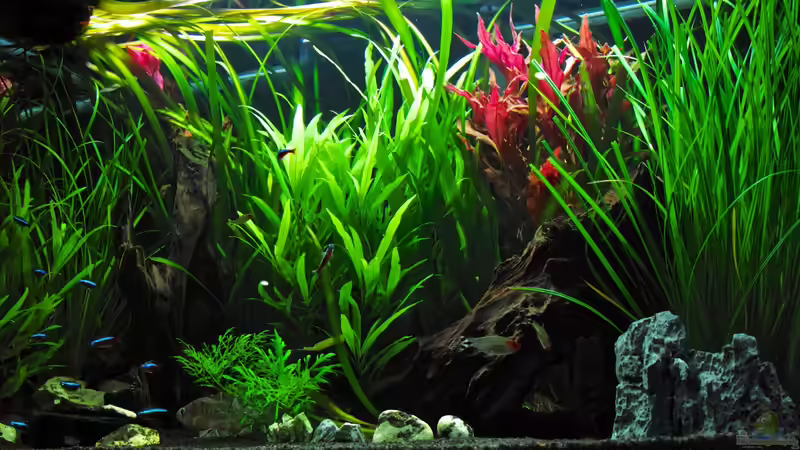 ??bersicht 1 von bluezone (2)