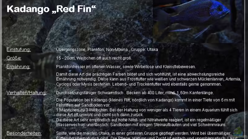 ??bersicht Copadichromis borleyi Kadango ´Red Fin´ von ***ELLIS*** (67)