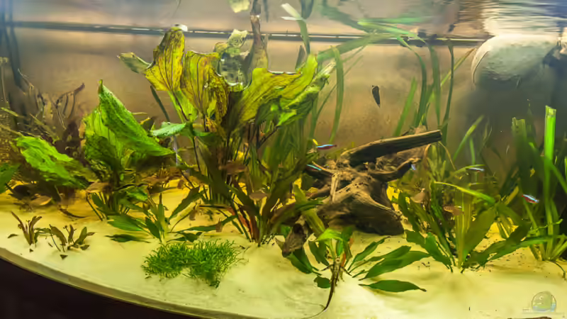 ??bersicht der Bepflanzung von Thomas Gasthaus (2)