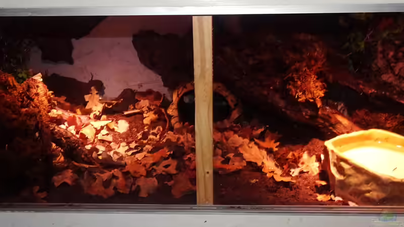 ??bersicht des Terrariums von Cichliden-Kabuff (2)