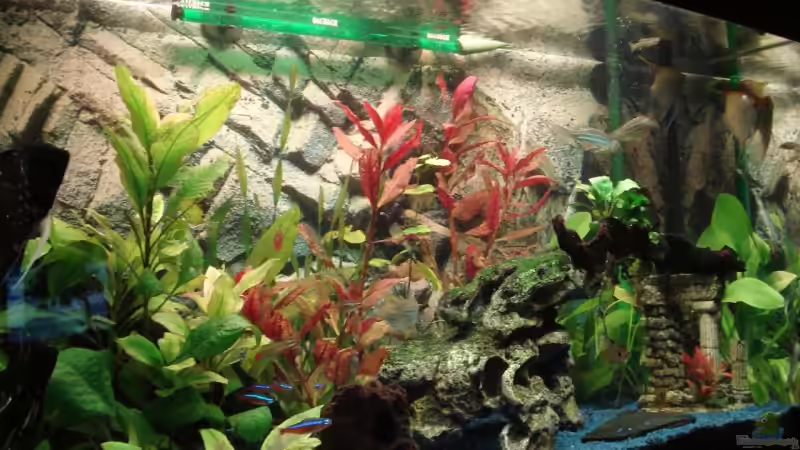 ??bersicht meines Beckens von Fischeblog (1)