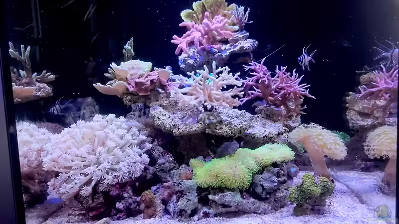 ??bersicht nach 5 Monaten von Nano Jojo (5)