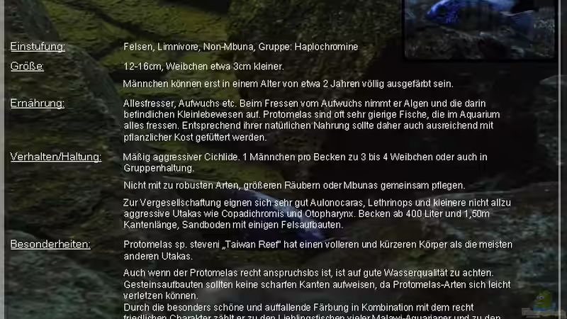 ??bersicht Protomelas sp. ´steveni Taiwan´ von ***ELLIS*** (54)