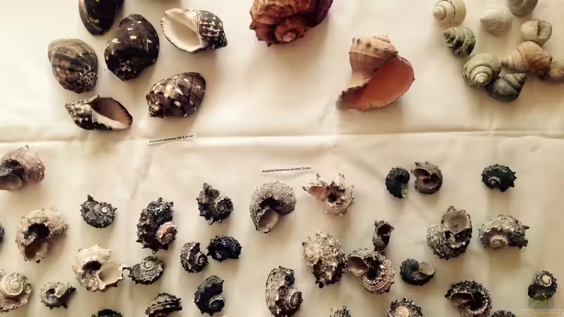 ??bersicht Schneckengehäuse von Steffi66 (26)