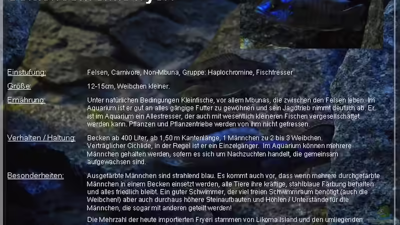 ??bersicht Sciaenochromis fryeri von ***ELLIS*** (75)