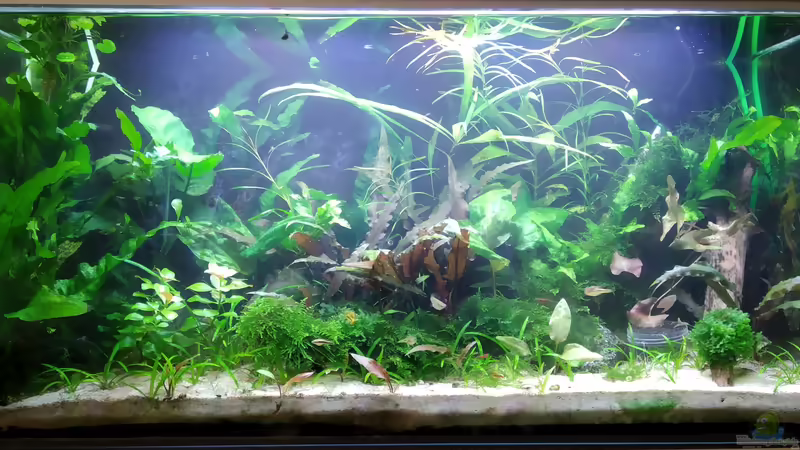 ??bersicht von Erbse (1)