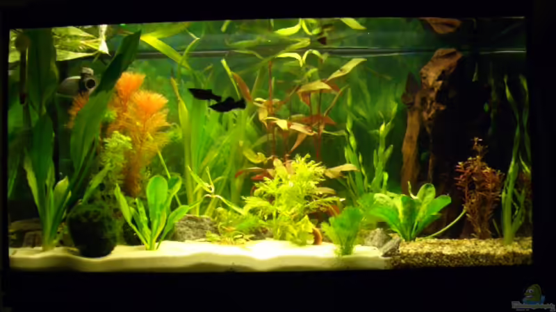 ??bersichtsbid noch mit spärlichem Besatz