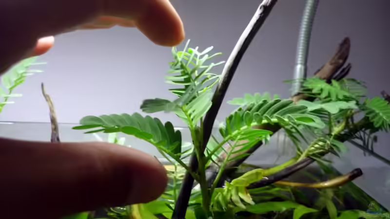 Berührung (siehe Pflanzenbeschreibung) von Chris_R. (20)