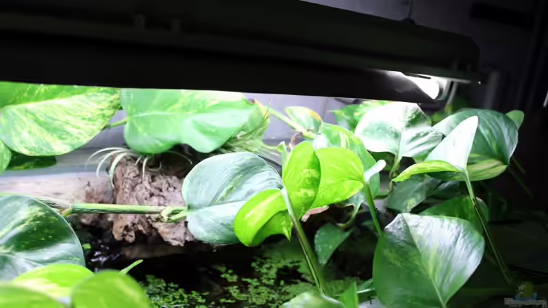 ??berwasserdschungel mit Tute und Tilandsien von Falk (38)