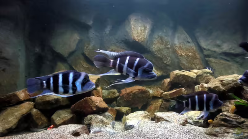 Besatz-01 von Baeltes (29)