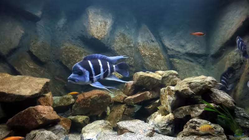 Besatz-02 von Baeltes (30)