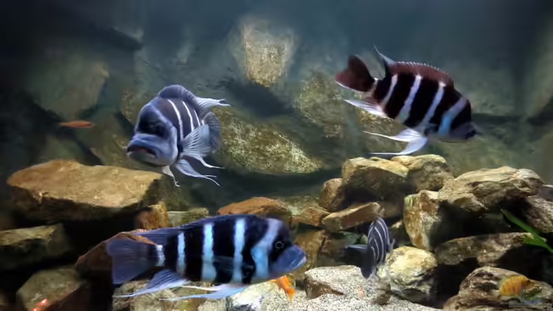 Besatz-03 von Baeltes (31)