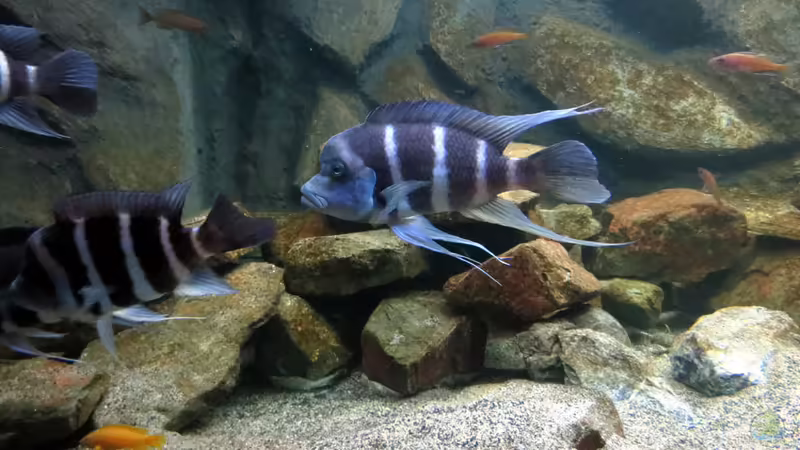 Besatz-03 von Baeltes (32)