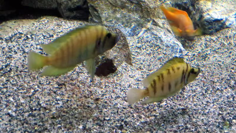 Besatz-04 von Baeltes (33)