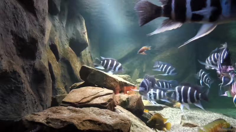 Besatz-10 von Baeltes (36)