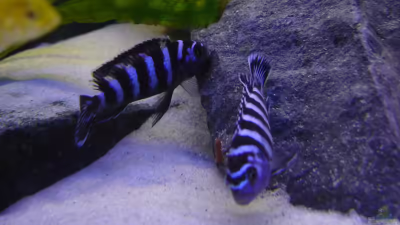 Besatz 11 von Dominik Jerg (21)