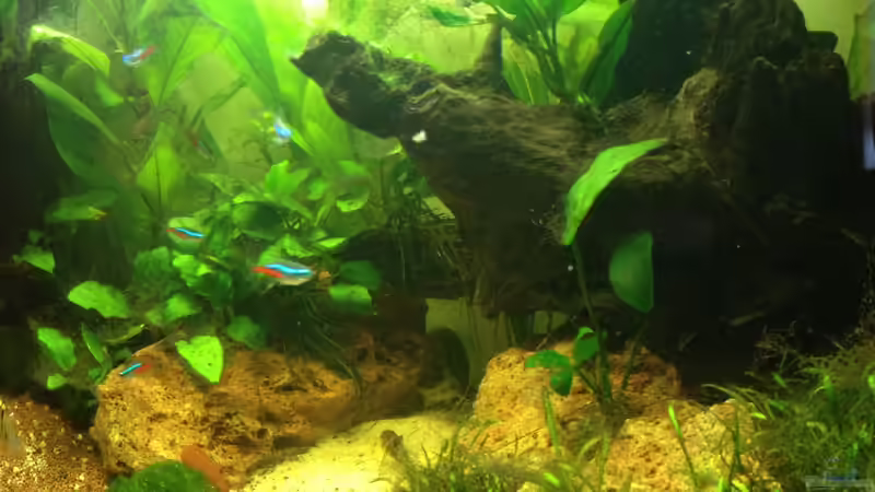 Besatz 13-01-04 von spanky_cruz (23)