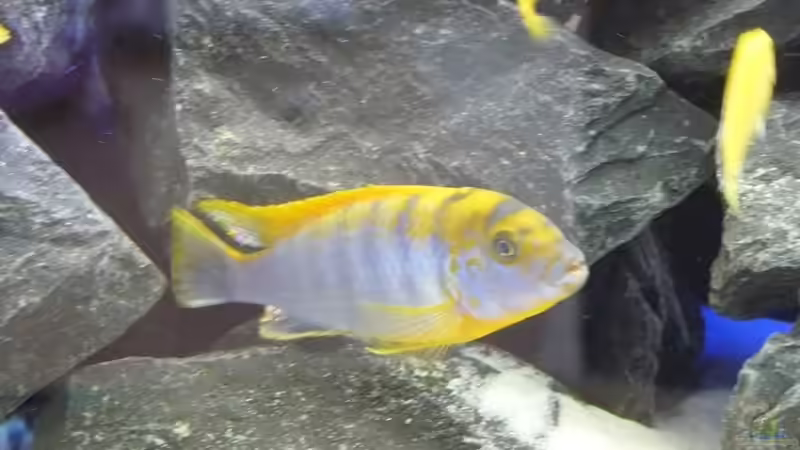 Besatz 2 von Dominik Jerg (12)