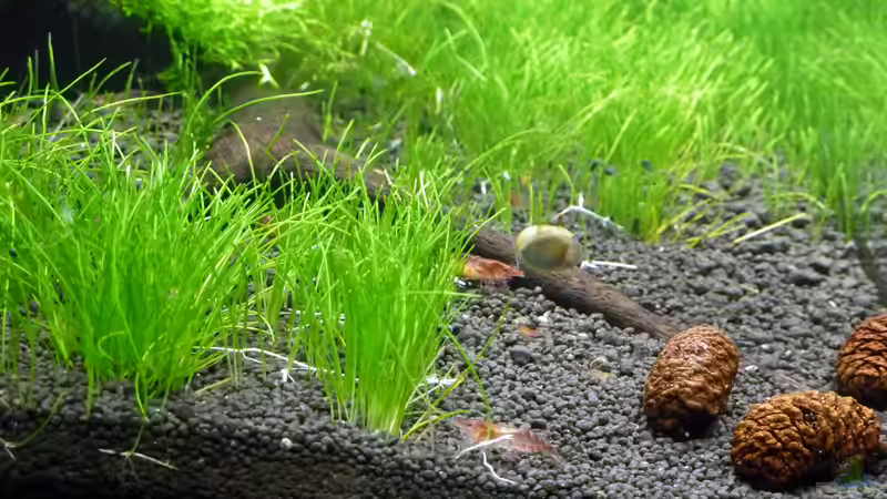 Besatz 2011 von Konzi (12)