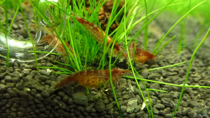 Besatz 2011 von Konzi (13)