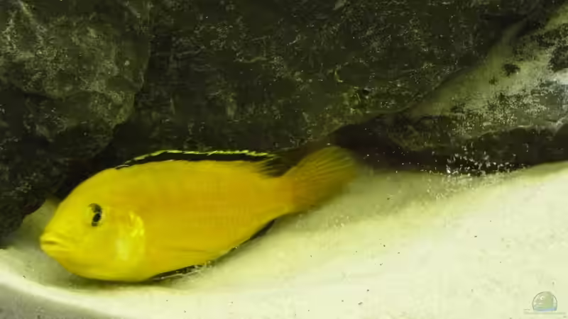 Besatz 3 von Dominik Jerg (13)