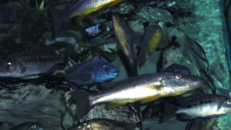 Besatz 3150L von Wolfgang Schlader (8)