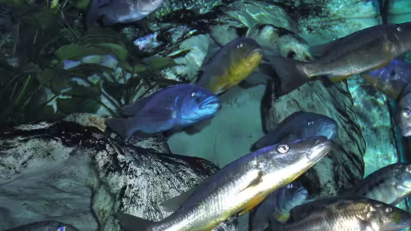 Besatz 3150L von Wolfgang Schlader (9)