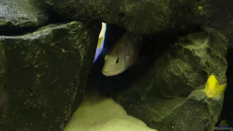 Besatz 4 von Dominik Jerg (14)