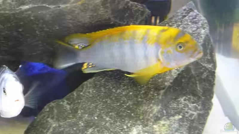 Besatz 5 von Dominik Jerg (15)