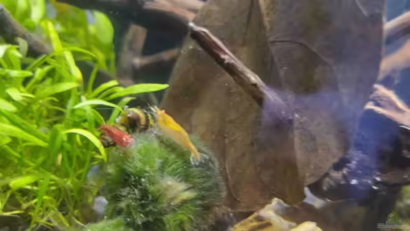 Besatz 5 von HOTU (21)