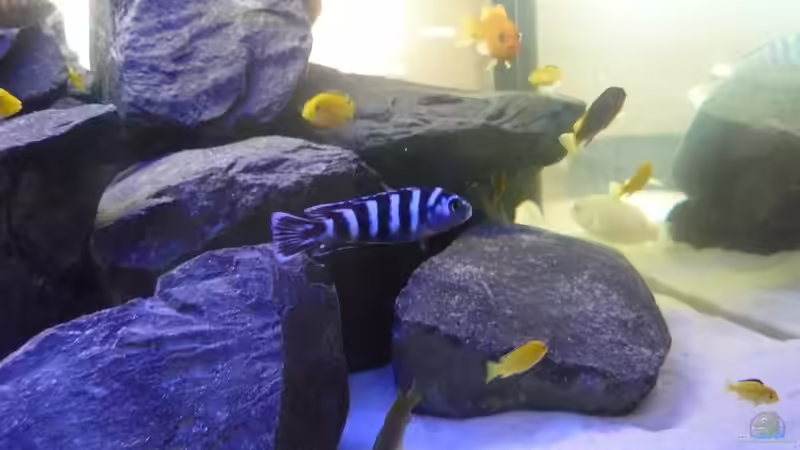 Besatz 6 von Dominik Jerg (16)