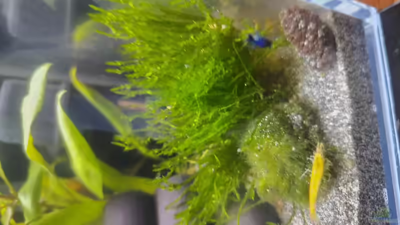 Besatz 6 von HOTU (22)