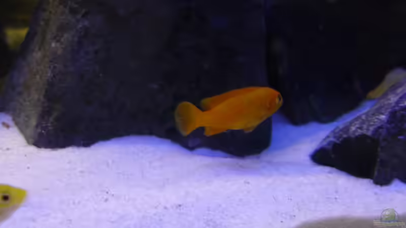 Besatz 7 von Dominik Jerg (17)