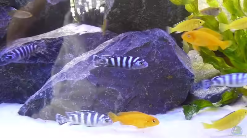 Besatz 8 von Dominik Jerg (18)