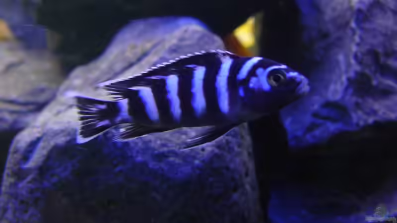 Besatz 9 von Dominik Jerg (19)