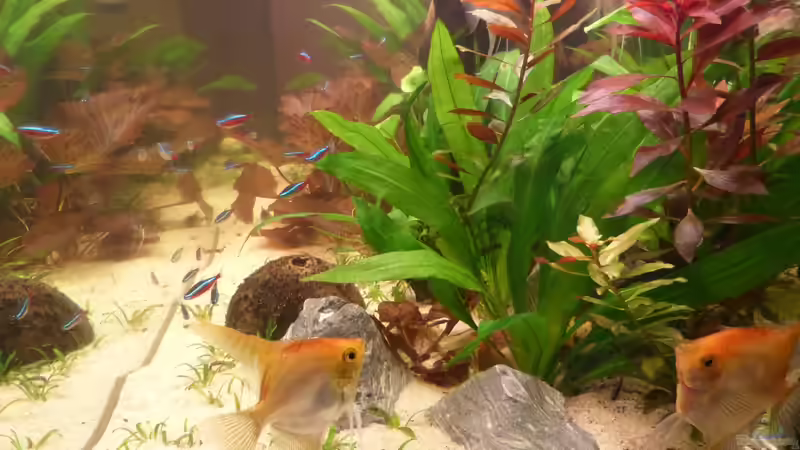 Besatz aktuell 23.12.2013 von bo3 (13)