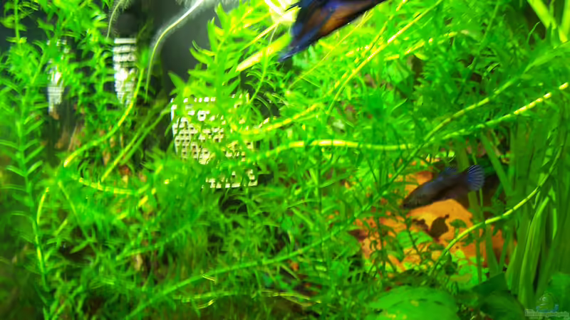 Besatz Bild 2 von Drako (14)