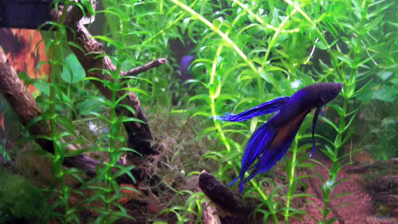 Besatz Bild 3 von Drako (15)