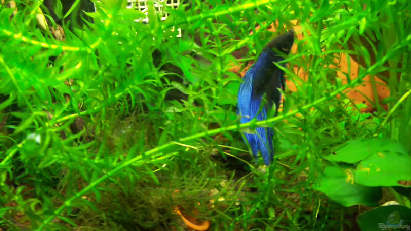 Besatz Bild 4 von Drako (16)