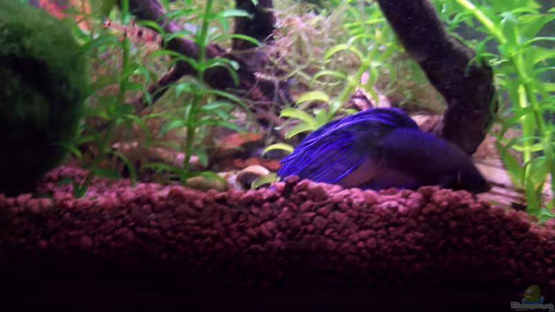 Besatz Bild 5 von Drako (17)