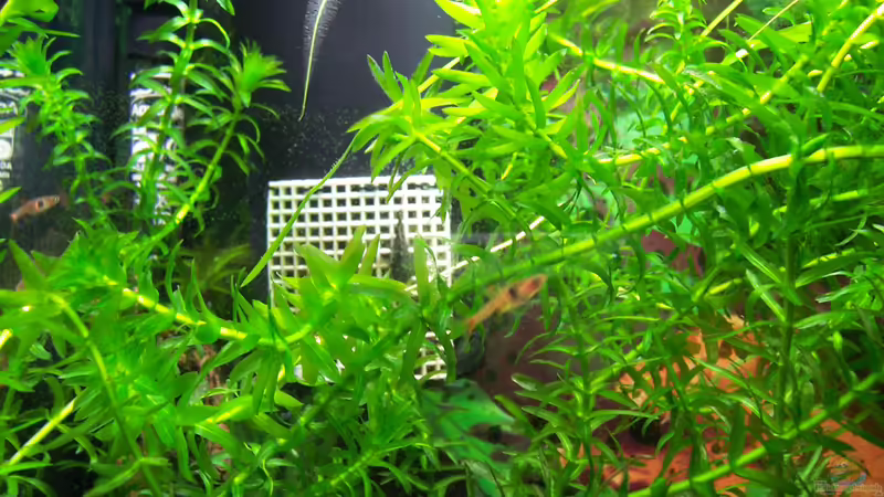 Besatz Bild 6 von Drako (18)