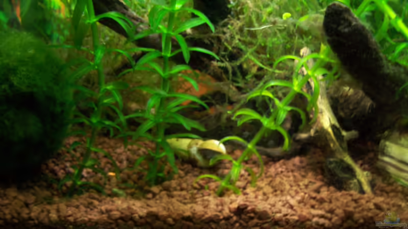 Besatz Bild 7 von Drako (19)