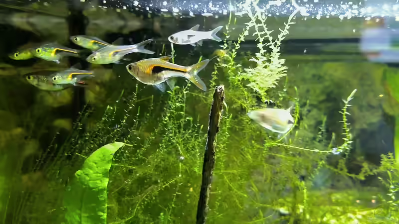 Besatz Hengels von HOTU (62)