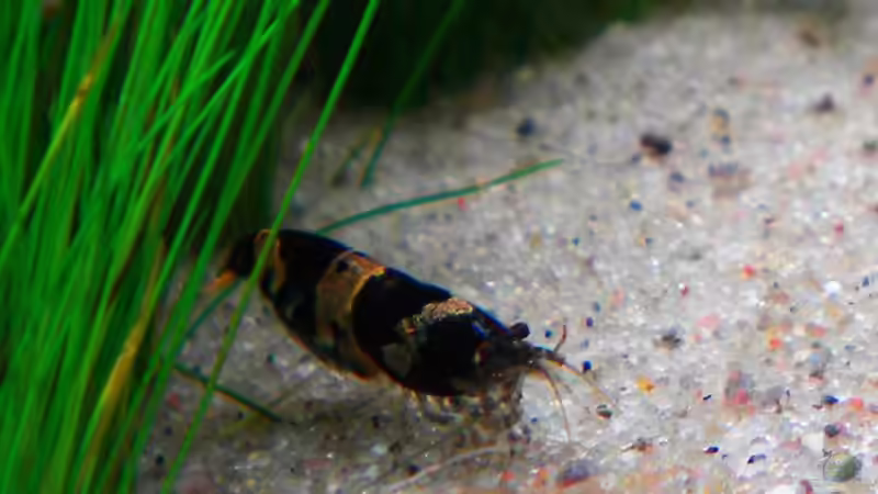 Besatz im Aquarium 叢迷彩 - Camouflage Dschungel von Benjamin Hamann (11)