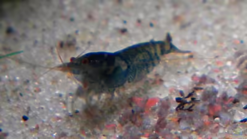 Besatz im Aquarium 叢迷彩 - Camouflage Dschungel von Benjamin Hamann (15)