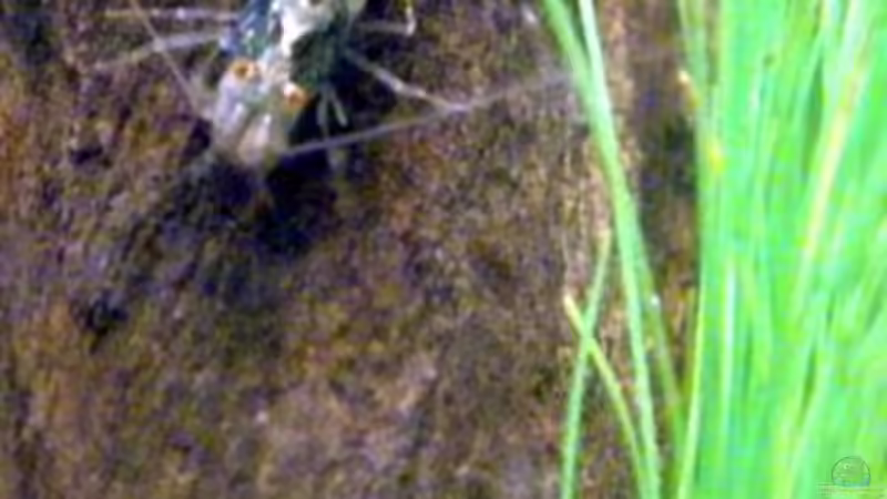 Besatz im Aquarium 叢迷彩 - Camouflage Dschungel von Benjamin Hamann (16)