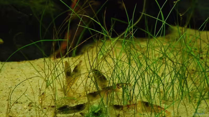 Besatz im Aquarium 叢迷彩 - Camouflage Dschungel von Benjamin Hamann (17)