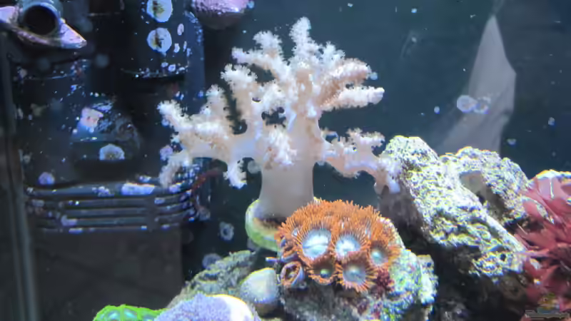 Besatz im Aquarium --Littel Ozean-- von Haens84 (29)