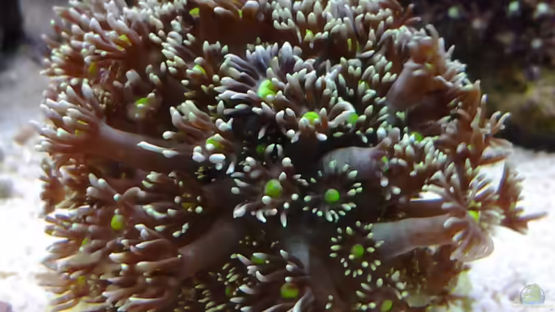 Besatz im Aquarium --Littel Ozean-- von Haens84 (32)