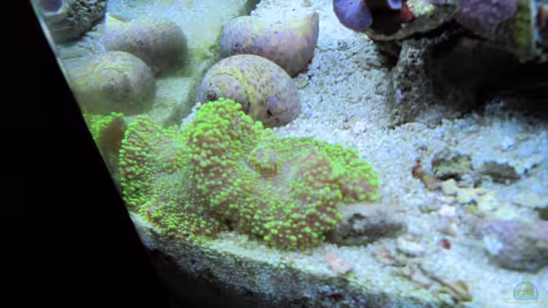 Besatz im Aquarium --Littel Ozean-- von Haens84 (41)